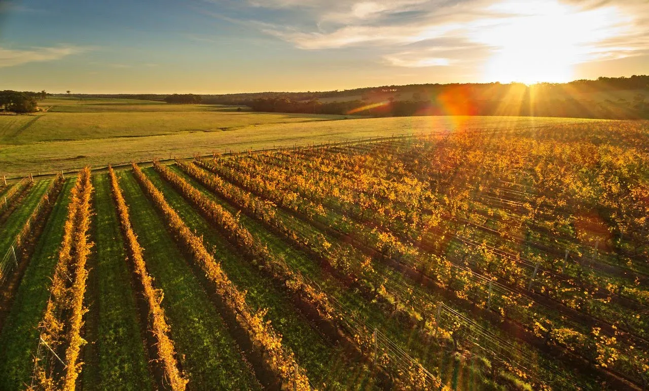 The vines and surrounding bushland at Cullen Wines in Margaret River, Western Australia