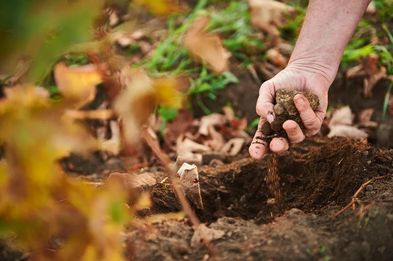 A photograph of a hand picking up soil in the vineyards at Cullen Wines